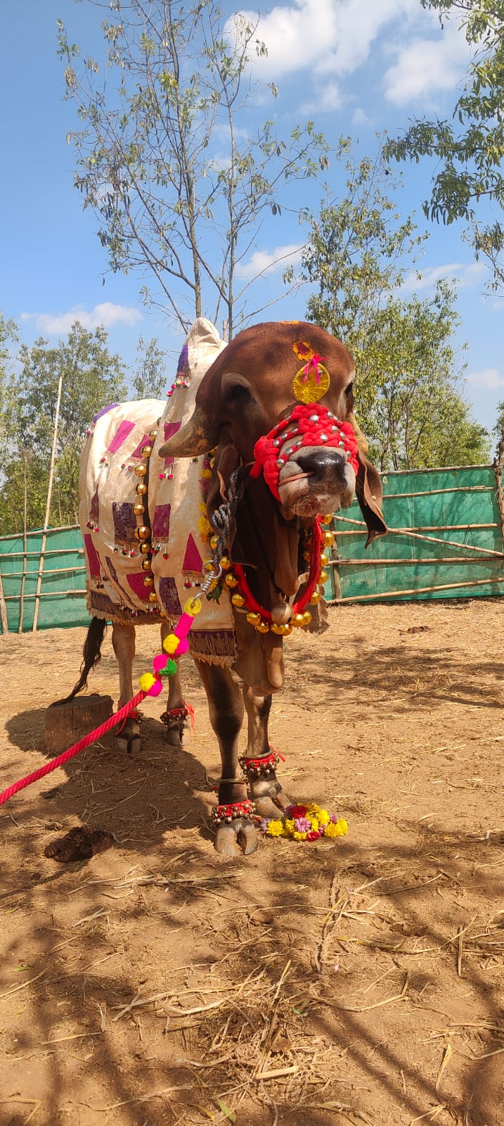 sankranti special gau