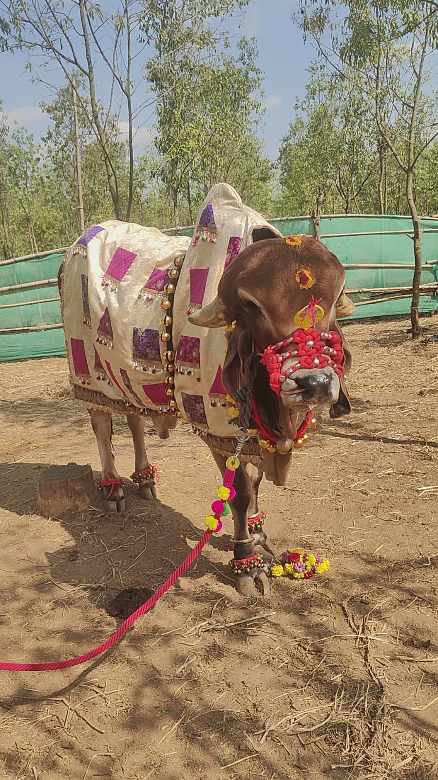 sankranti - gir cow