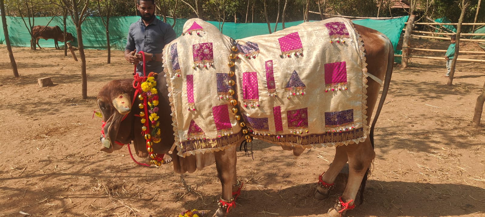 sankranti - gau-divas