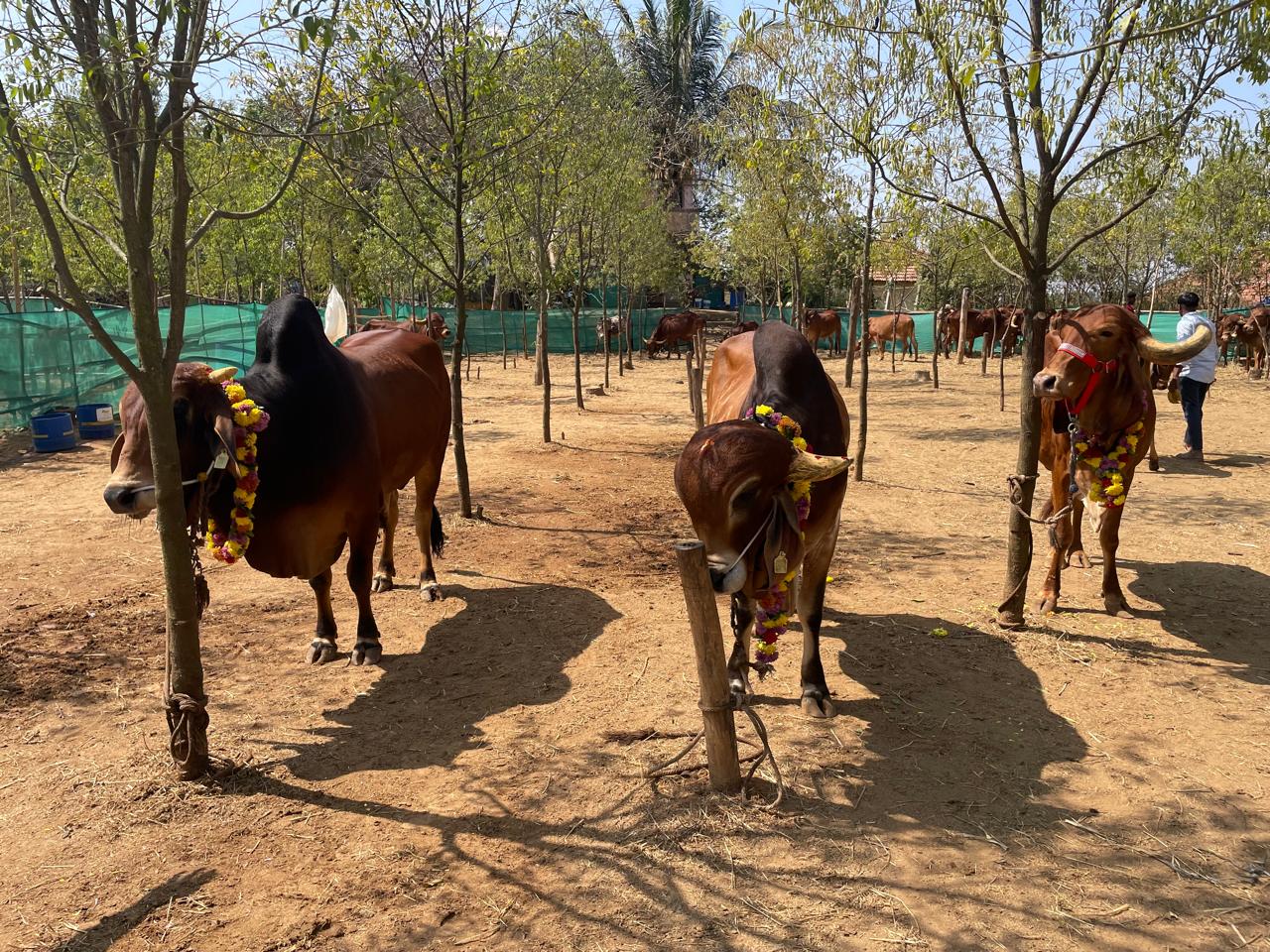 gir cows farm